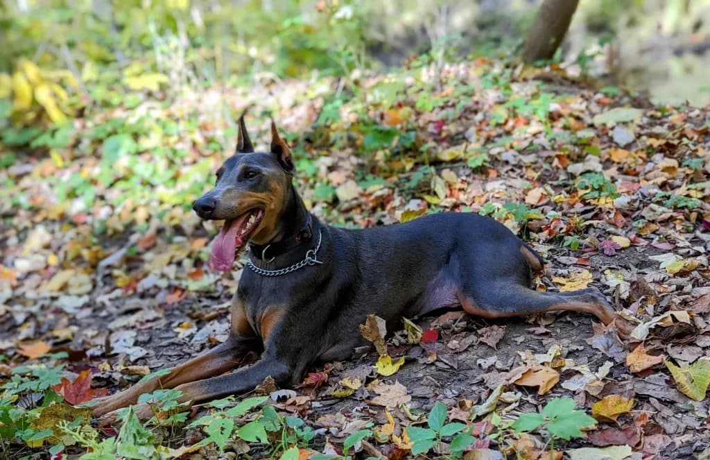 CBD for Pets: How It Can Help with Common Ailments in Animals