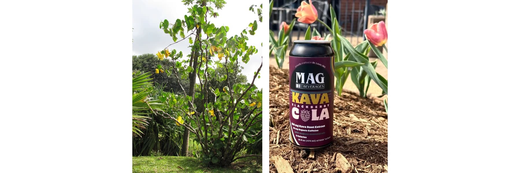 What Is Kava? The Complete Guide to Kava Seltzers, Effects, and Safety